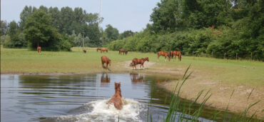 Landgoed Lelymare